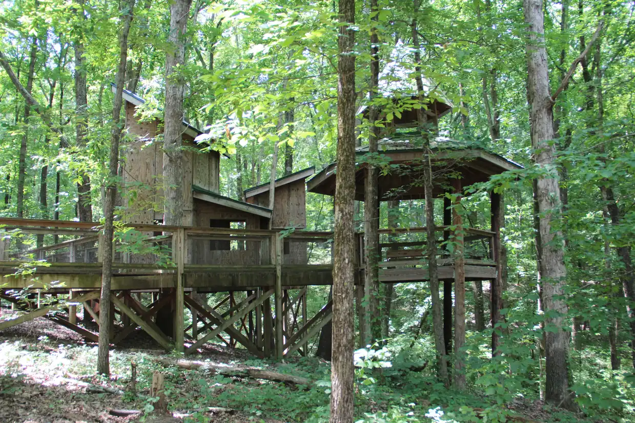 A wooden treehouse complex of two small cabins and an octagonal open pavilion, linked by railed walkways and raised on timber stilts, stands among tall slender trees in a sunlit green forest with white wildflowers on the ground.